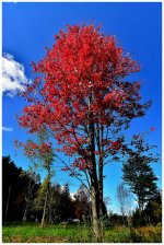red tree.jpg