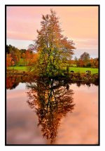 _DSC6025 tree  no grass wow ie_i2e final smaller 2.jpg
