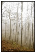 _DSC8234 trees smaller.jpg