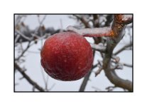 _DSC8947 apple smaller.jpg