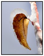_DSC8951 leaf smaller.jpg