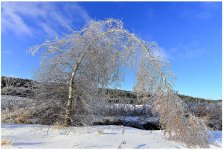 _DSC9000 birches smaller.jpg