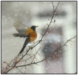 _DSC9406 robin 2 smaller.jpg
