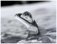 _DSC9635 ice whale smaller.jpg