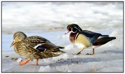 _DSC0161 ducks smaller.jpg