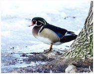 _DSC0149 wood duck smaller.jpg