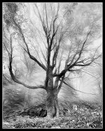 _DSC0935 Panorama bw top2 dreamy 2 back crop2.jpg