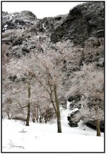 trees ice.jpg