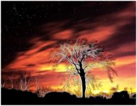 _DSC2694 tree sky_filtered fract.jpg