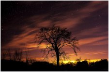 _DSC2694 tree sky smaller.jpg