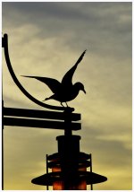 smaller bird.jpg