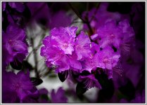 _DSC3688 flower hightlights smaller.jpg _DSC3688 flower hightlights smaller.jpg