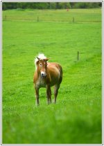 _DSC4539 horse 2 smaller.jpg