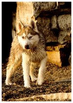 _DSC5998 small wolf smaller.jpg