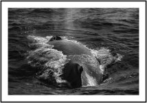 _DSC8981 whale bw smaller.jpg