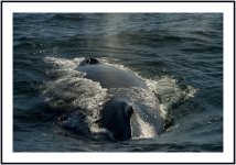 _DSC8981 whale smaller.jpg