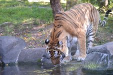 DSC_0241.jpg DSC_0241.jpg