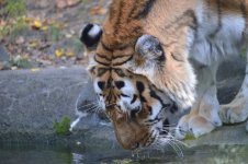 DSC_0242.jpg DSC_0242.jpg