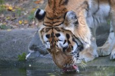 DSC_0243.jpg DSC_0243.jpg