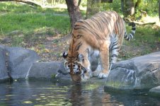DSC_0244.jpg DSC_0244.jpg