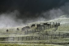 _DSC1445 morning cows smaller.jpg