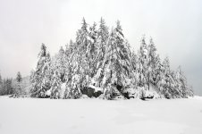 tree island 2 island of subtle smaller.jpg tree island 2 island of subtle smaller.jpg