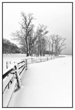 _DSC6237 trees smaller.jpg