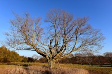 DSC_0203 tree smaller.jpg