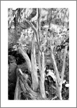 _DSC8456 limbs bw merge smaller.jpg