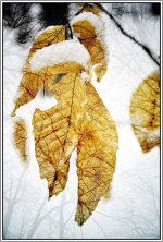 _DSC9270 leaf layers darker smaller.jpg