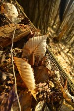 _DSC2396 smaller.jpg