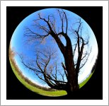 fisheye tree.jpg