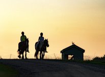_DSC8826 horses july 31 smaller.jpg