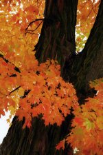 DSC03010 fall tree smaller toned down.jpg DSC03010 fall tree smaller toned down.jpg