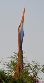 DSC_7606_001.JPG