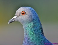 DSC_7624_001.JPG
