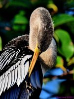 DSC_7631_001.JPG