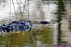 DSC_7635_001.JPG