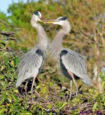 DSC_7656_001.JPG