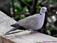 DSC_7695_001.JPG