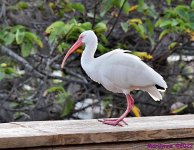 DSC_7699_001.JPG