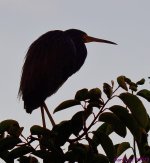 DSC_7700_001.JPG