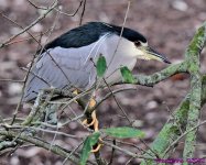 DSC_7705_001.JPG
