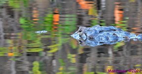 DSC_7708_001.JPG
