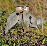 DSC_7726_001.JPG