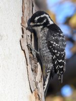 Woodpecker3.jpg