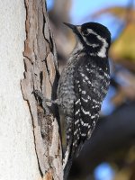 Woodpecker4.jpg