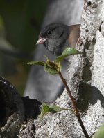 Junco.jpg