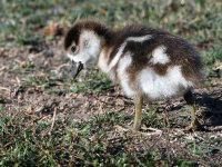 Gosling3.jpg