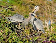 DSC_7746_001.JPG